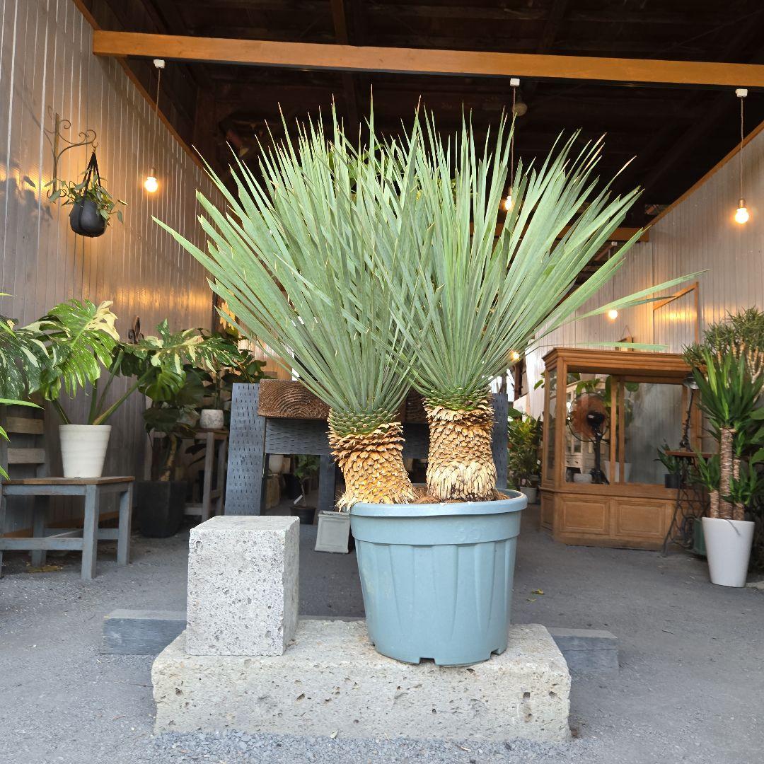 strawberry_jam15　ロストラータ　ブルー&ブルーツイン15号