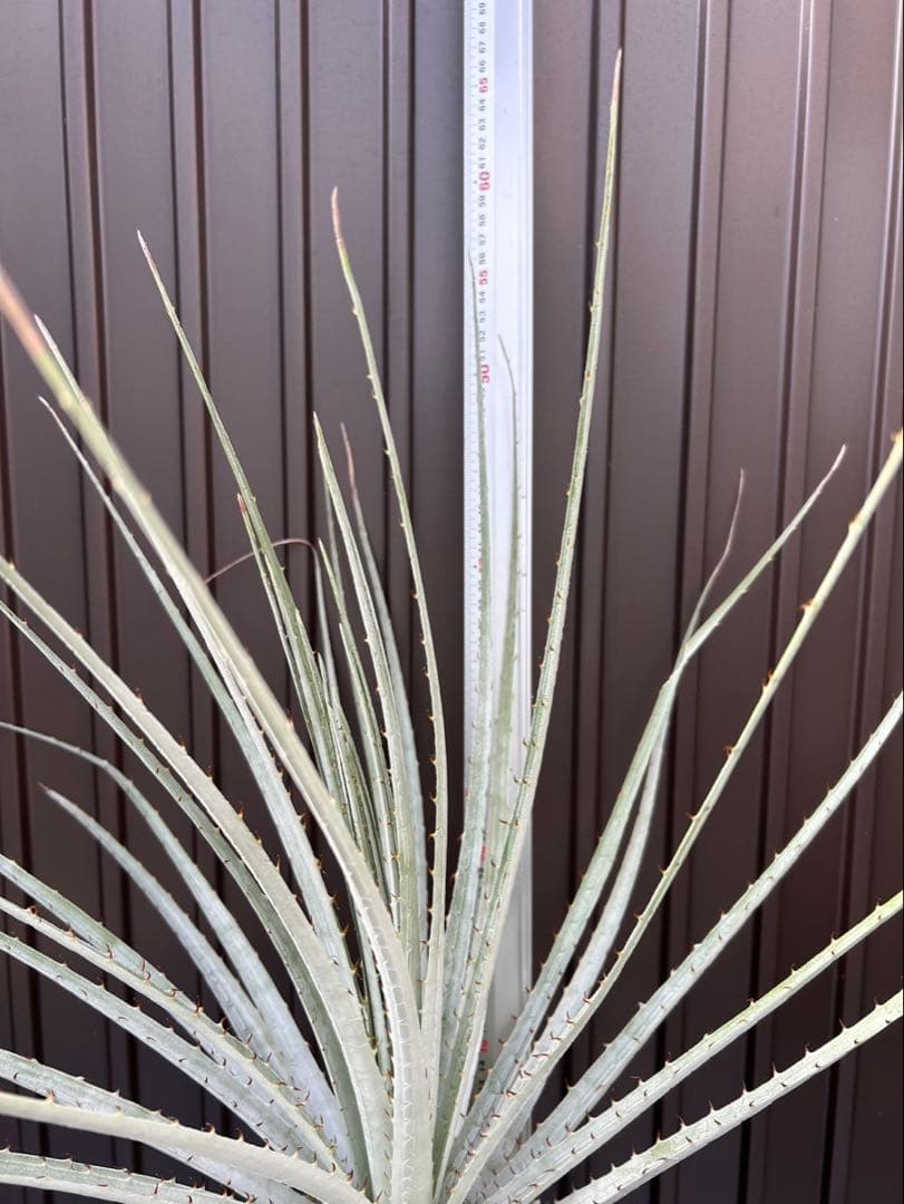 プヤ セルーレア J 特白個体 大株