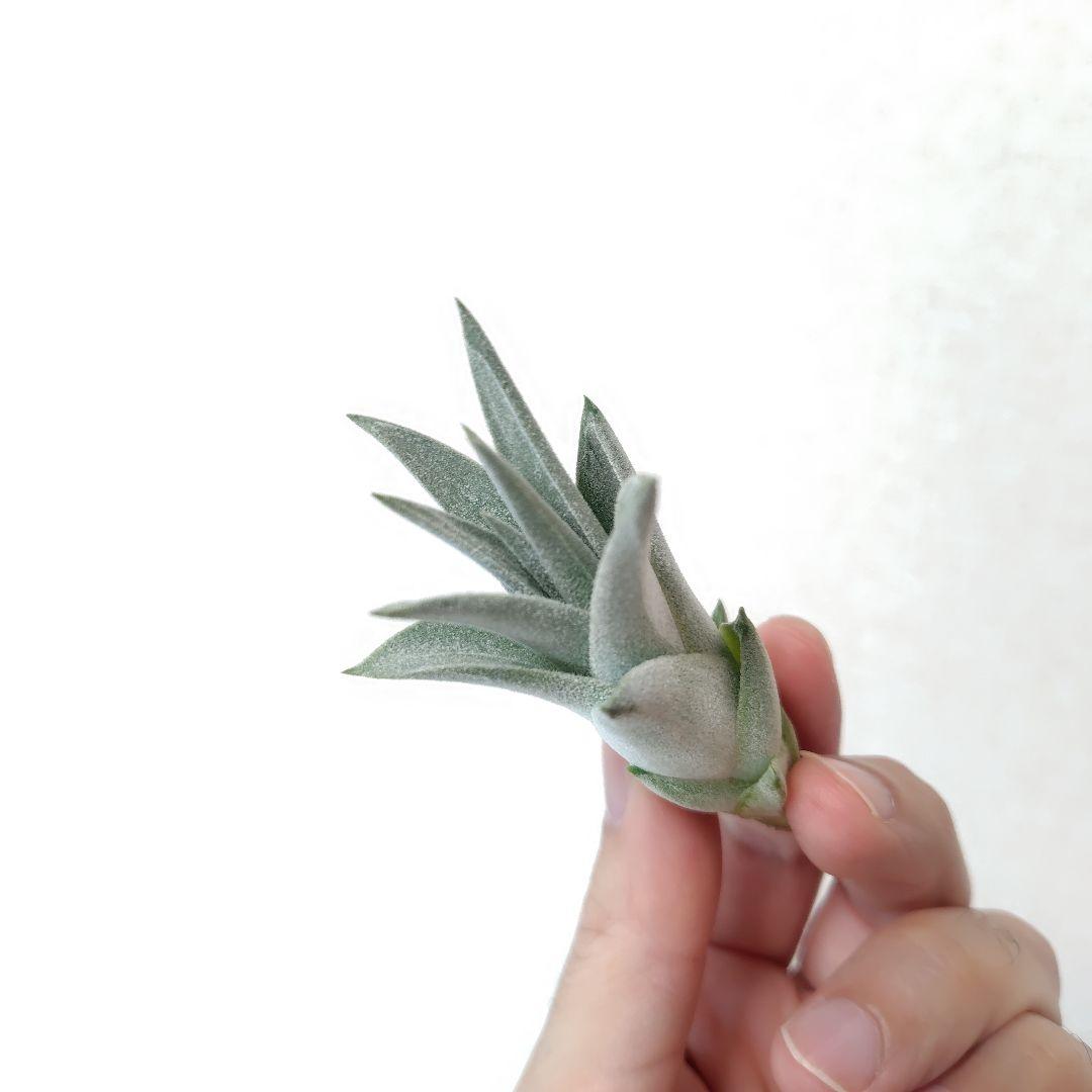 チランジア キセログラフィカ × イオナンタバンハイニンギー