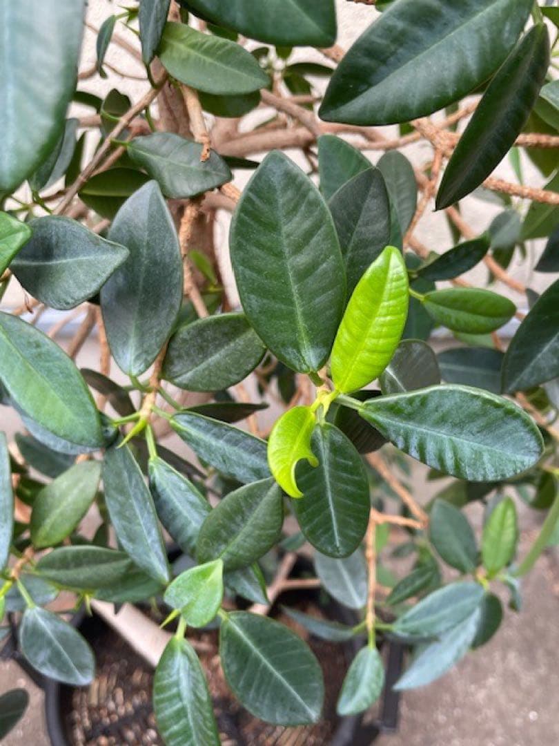 直接引取■センカク ガジュマル/尖閣/キジムナー/観葉植物/130cm■曲り入