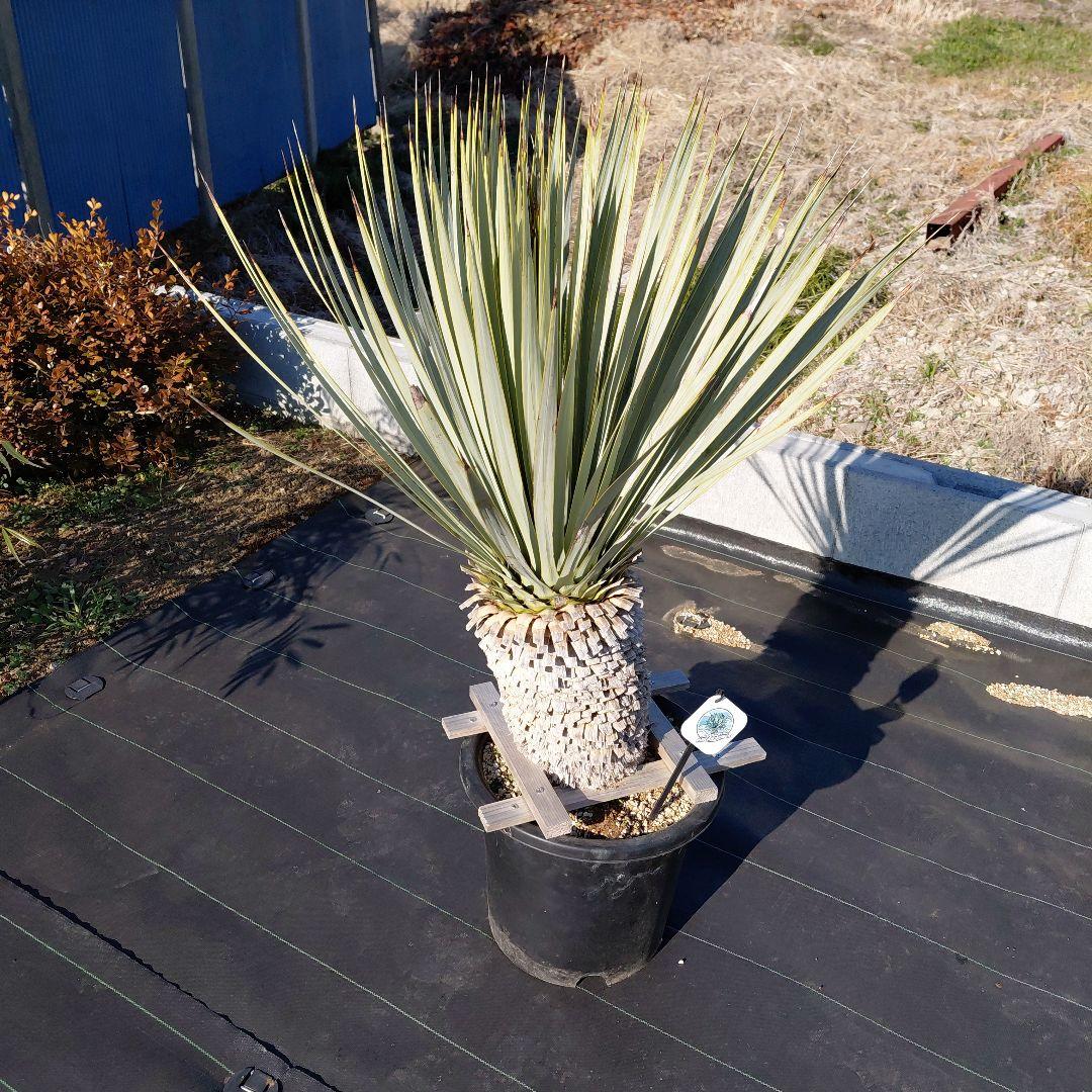 マルデヌベス　ver.ロスト