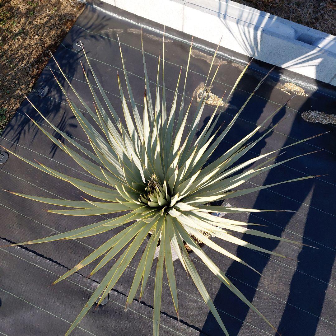 マルデヌベス　ver.ロスト