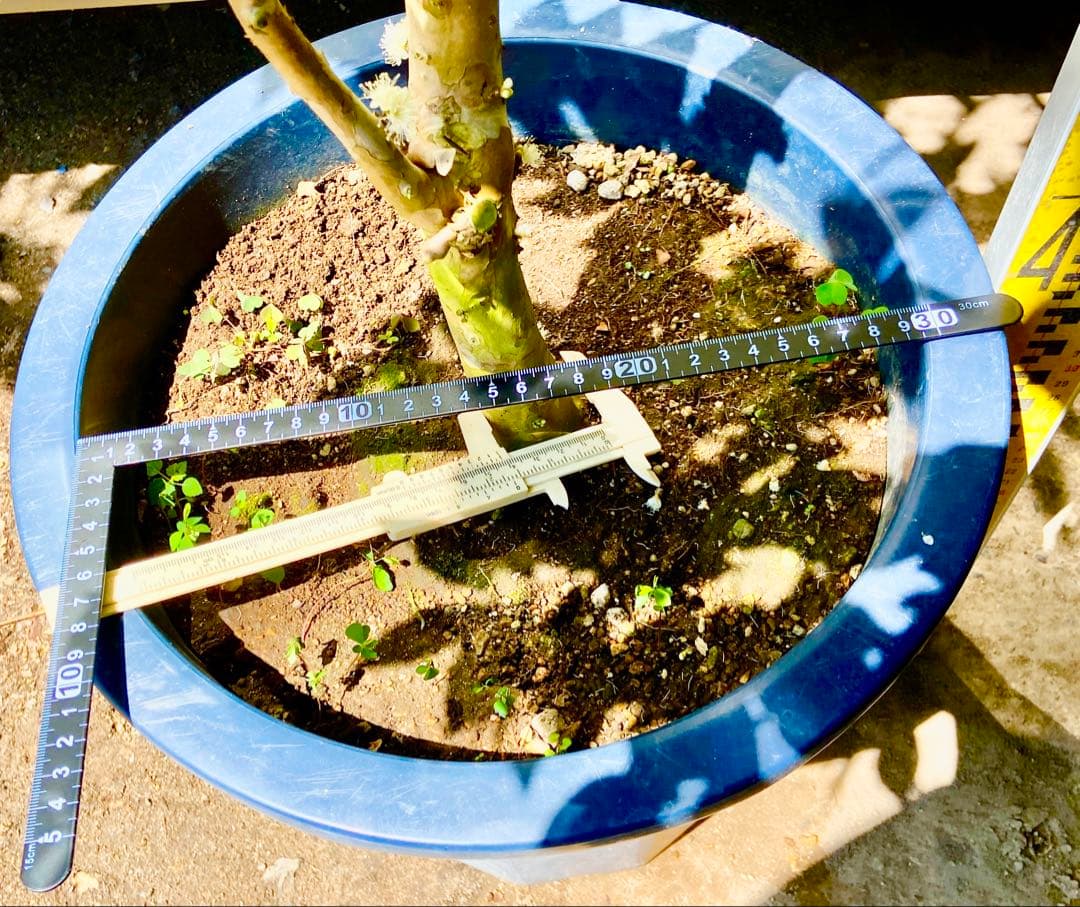 タイムサービス中・実付　ジャボチカバ　ミゥーダ　四季咲　大葉系