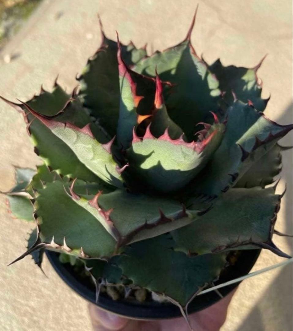 アガベ　ハイブリッド　コンフェデレートローズ×チタノタ Dennis産