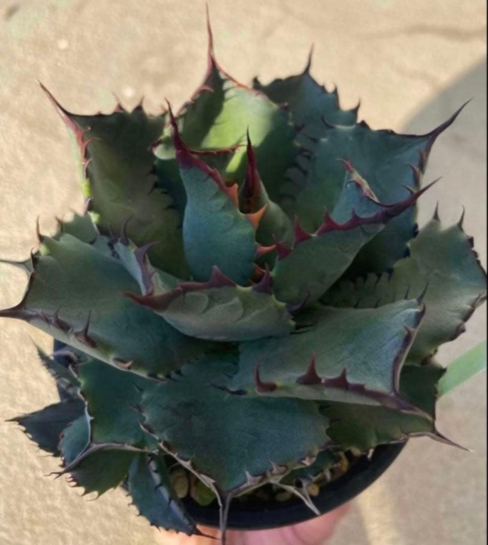 アガベ　ハイブリッド　コンフェデレートローズ×チタノタ Dennis産