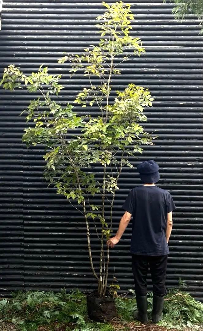 山採り天然　アオダモ　4本株立ち　200