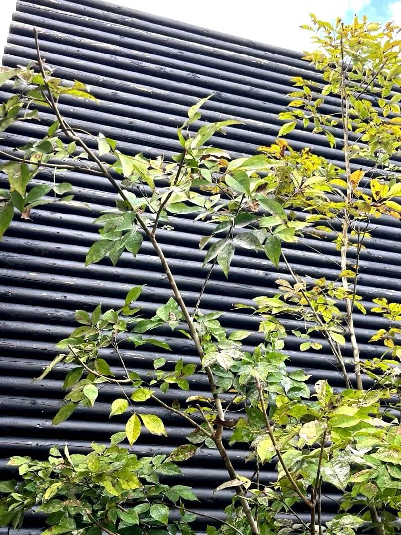 山採り天然　アオダモ　4本株立ち　200