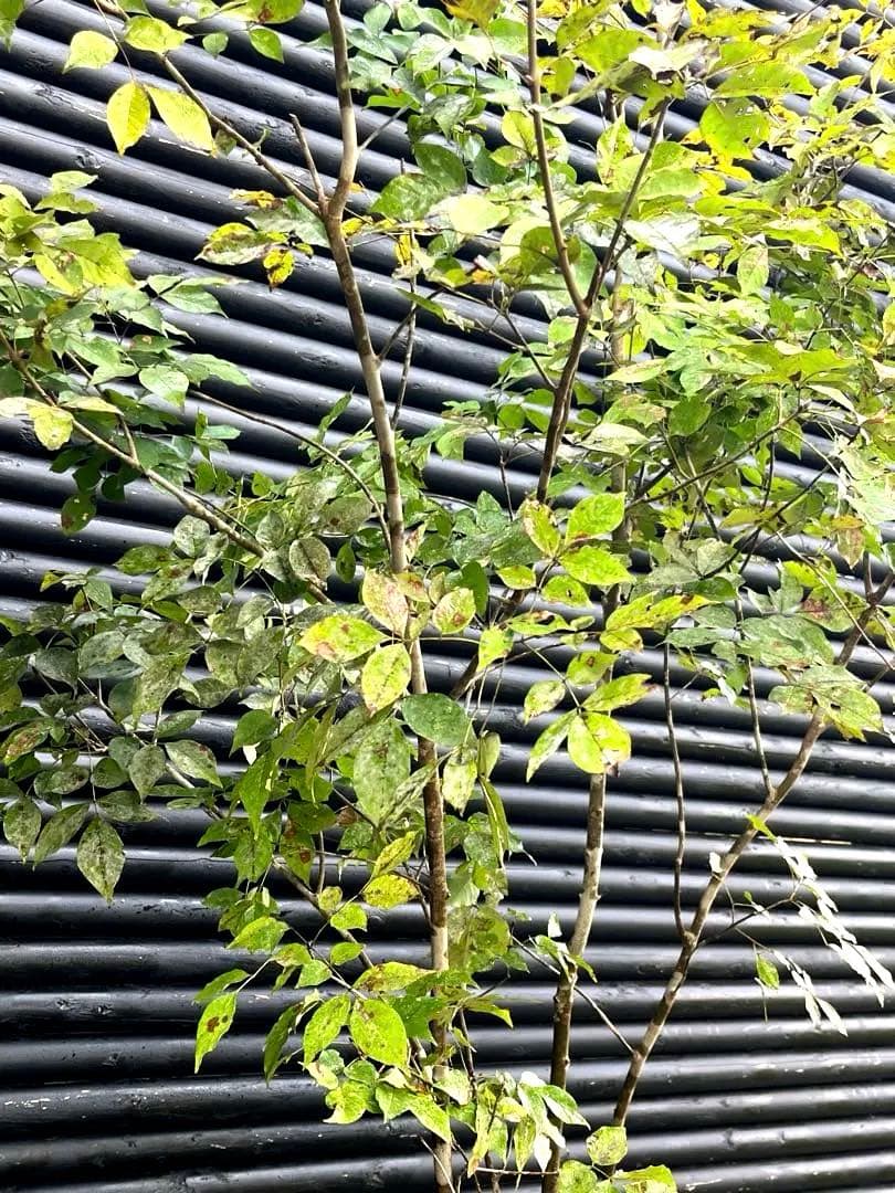 山採り天然　アオダモ　4本株立ち　200