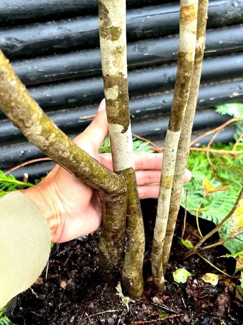 山採り天然　アオダモ　4本株立ち　200