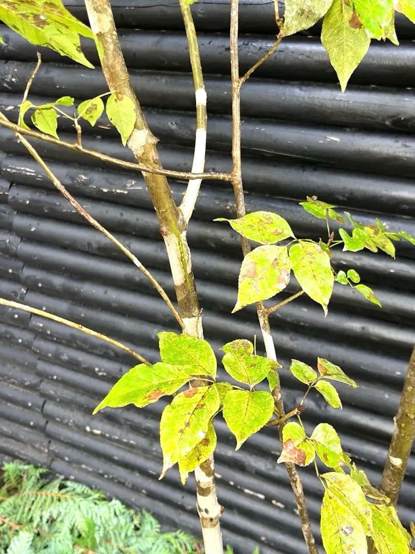 山採り天然　アオダモ　4本株立ち　200