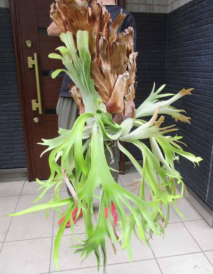 【現品】コルク付き　プラティケリウム　ウィリンキー　吊り　コウモリラン　A7番