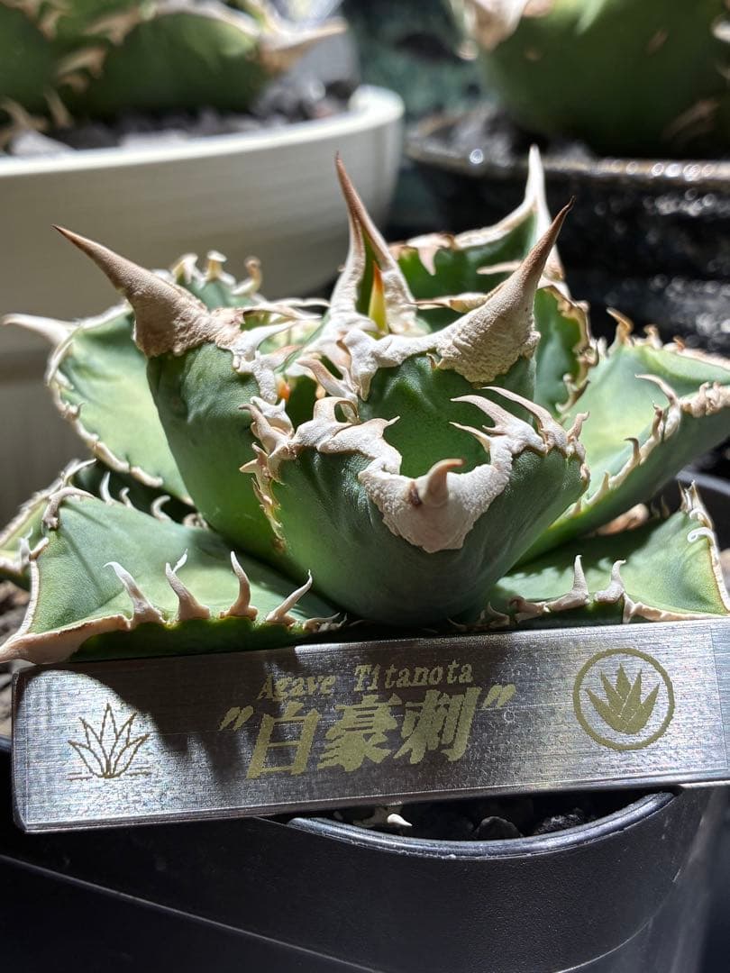 アガベ　チタノタ　白豪刺　親株　子株付き 大白鯊