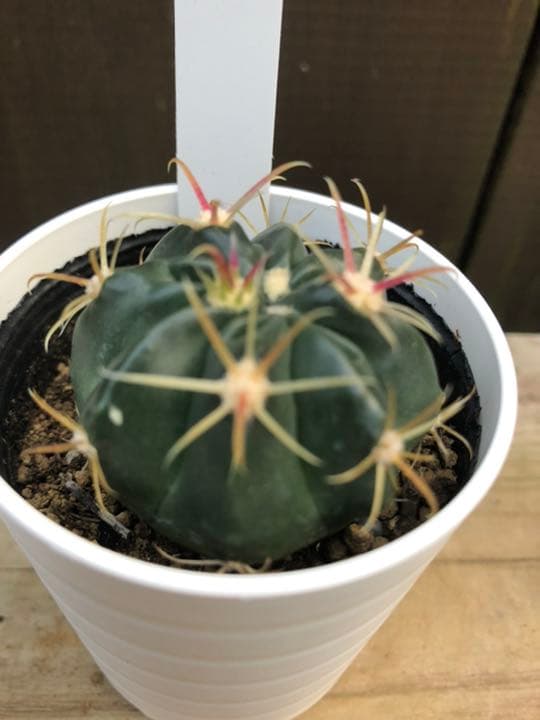 サボテン 日の出丸♡抜き苗(^○^)