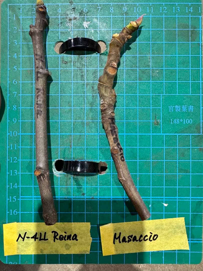 専用です。超お得超絶イチジク穂木2本セット