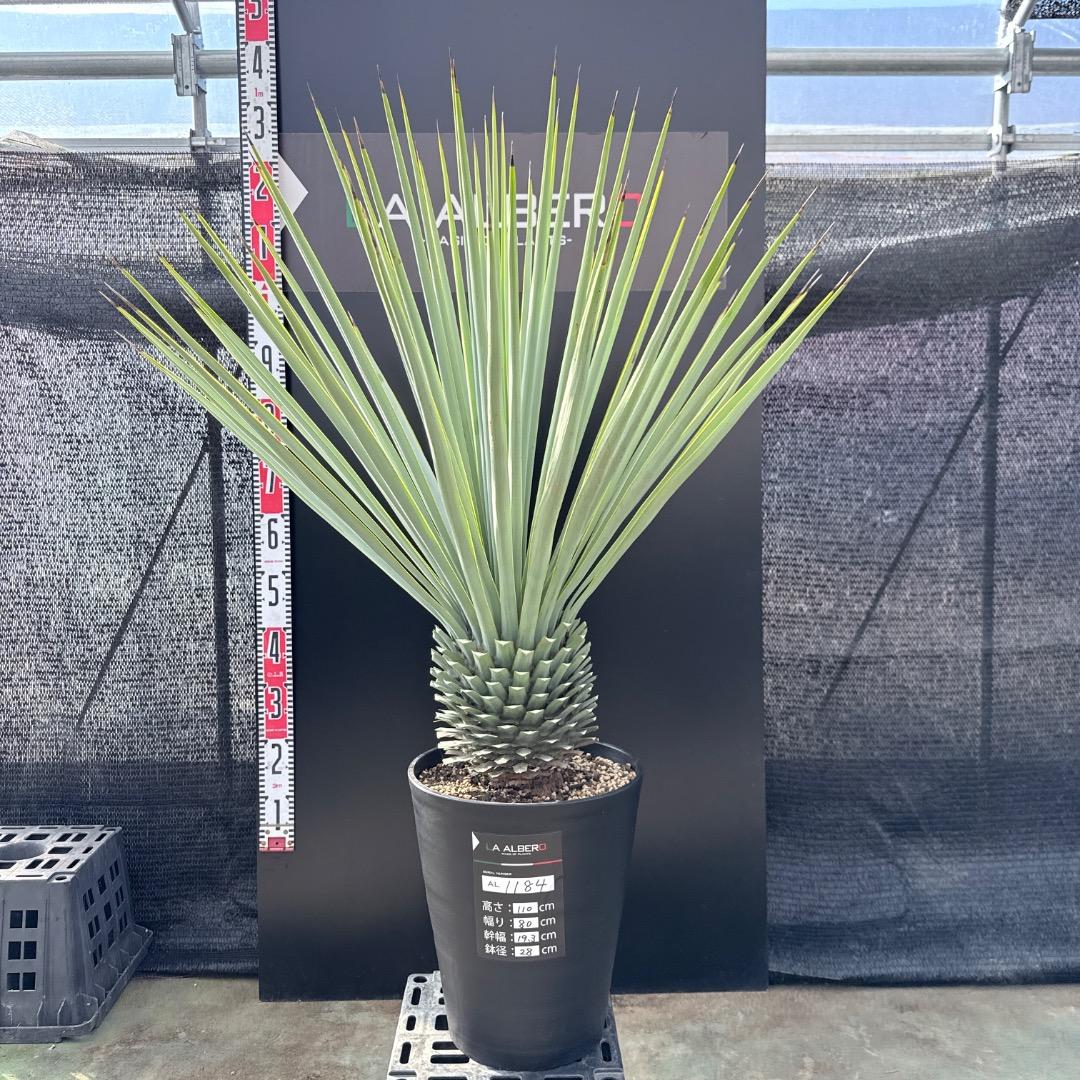 【AL1184】ユッカ　ロストラータ