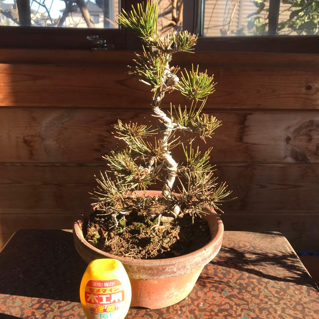盆栽　松盆栽