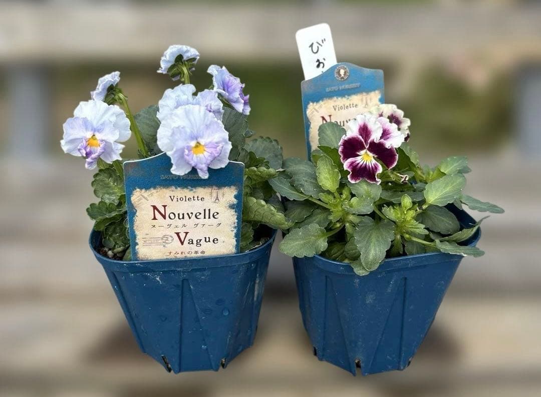 びおら様　ご依頼品　現品　メルカリ便発送　12苗