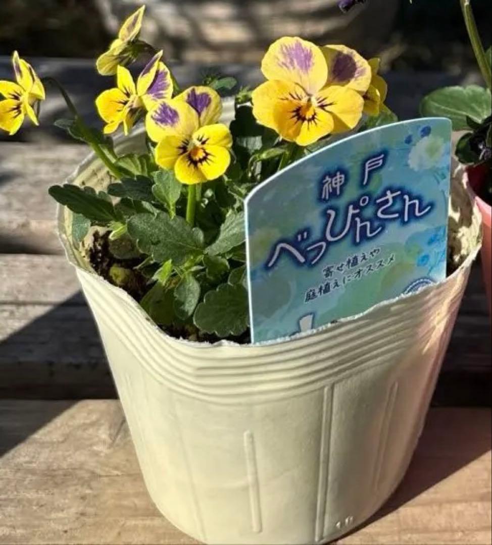 びおら様　ご依頼品　現品　メルカリ便発送　12苗