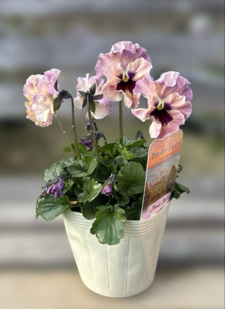 びおら様　ご依頼品　現品　メルカリ便発送　12苗