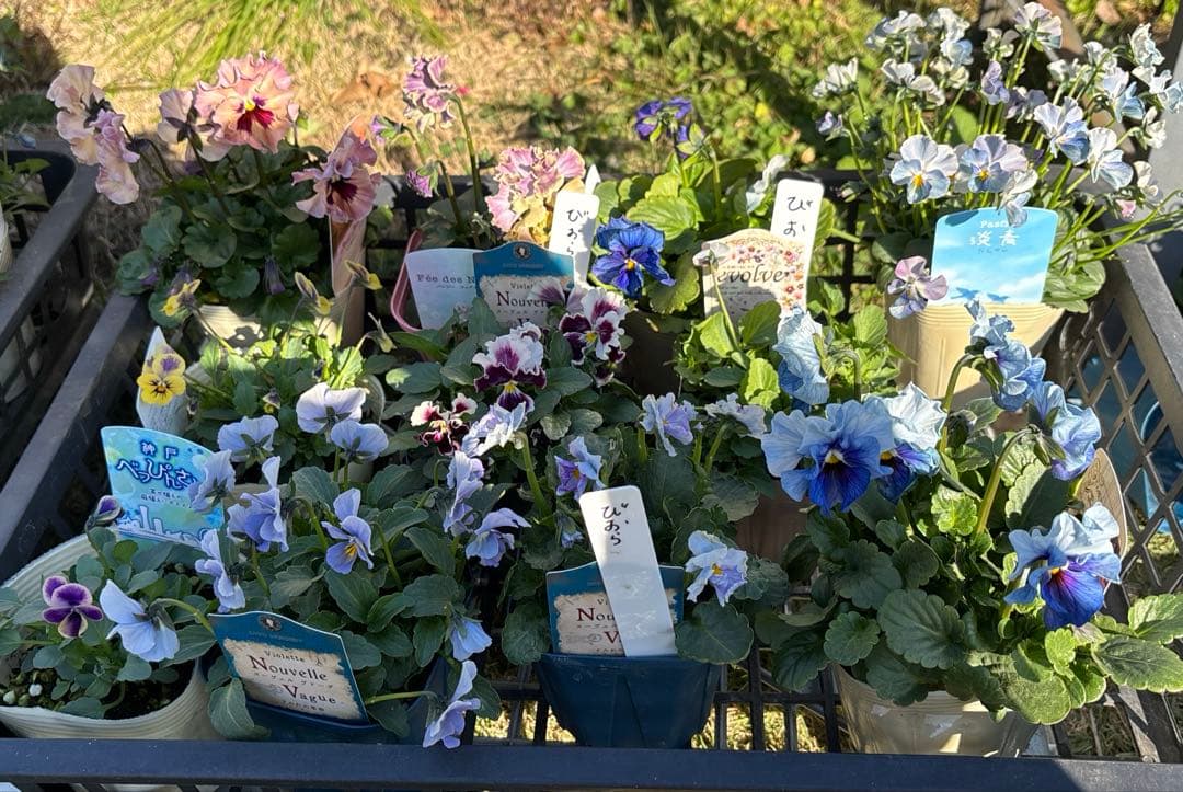 びおら様　ご依頼品　現品　メルカリ便発送　12苗