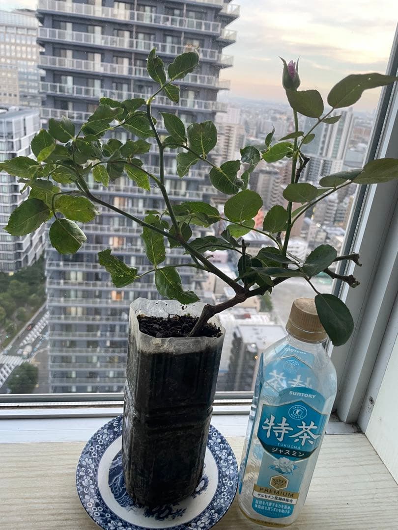 期間限定セール❣️１株限定！超強香！青い薔薇　国産バラ苗　二年生