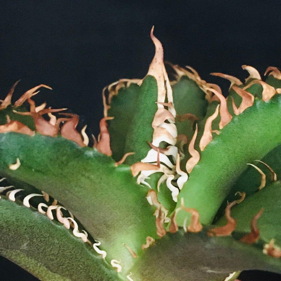 【高騰品種】万代厳竜×レッドキャットウィーズル hyb 極上強棘 アガベチタノタ