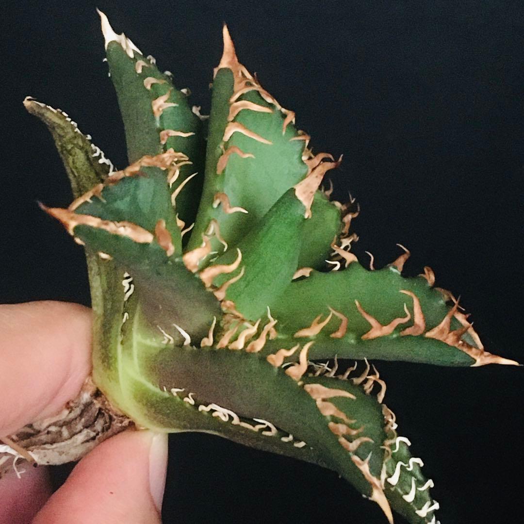 【高騰品種】万代厳竜×レッドキャットウィーズル hyb 極上強棘 アガベチタノタ