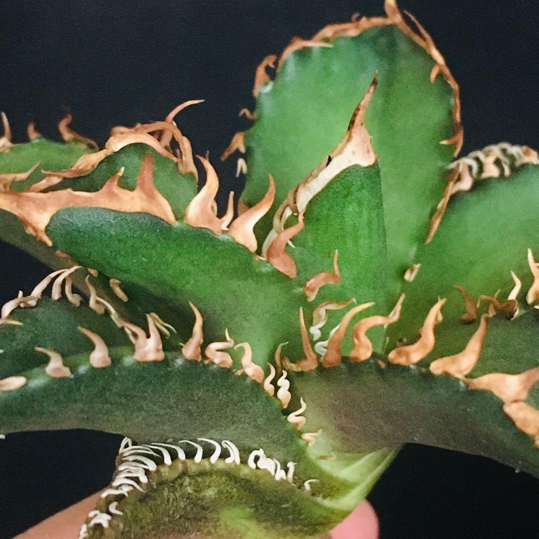 【高騰品種】万代厳竜×レッドキャットウィーズル hyb 極上強棘 アガベチタノタ