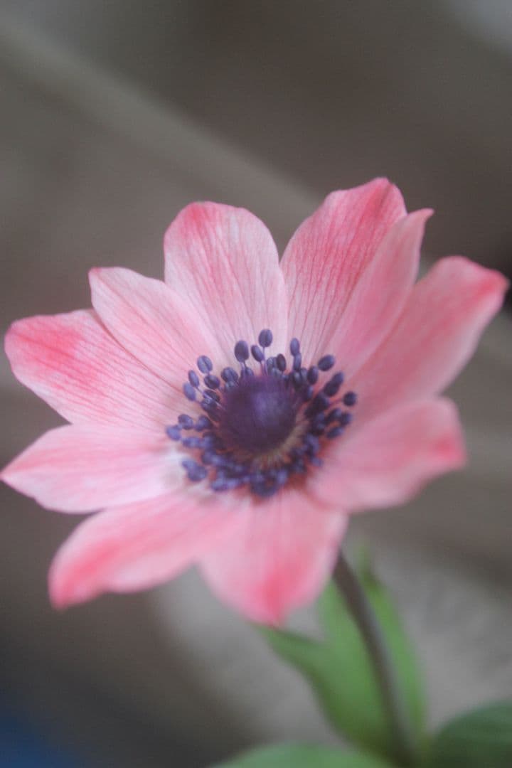 アネモネパブニナ