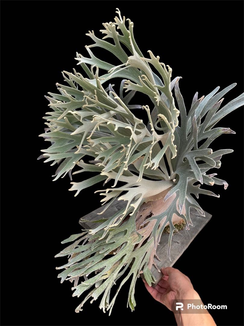 ビカクシダ　veitchii pedro tatsuta ＯＣ　胞子葉一本分