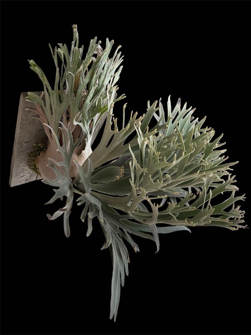 ビカクシダ　veitchii pedro tatsuta ＯＣ　胞子葉一本分