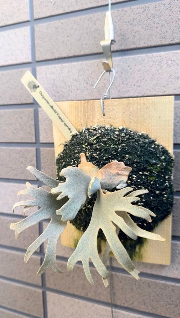 ビカクシダ P.willinckii Kaguya sporeling