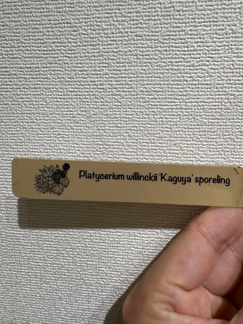 ビカクシダ P.willinckii Kaguya sporeling