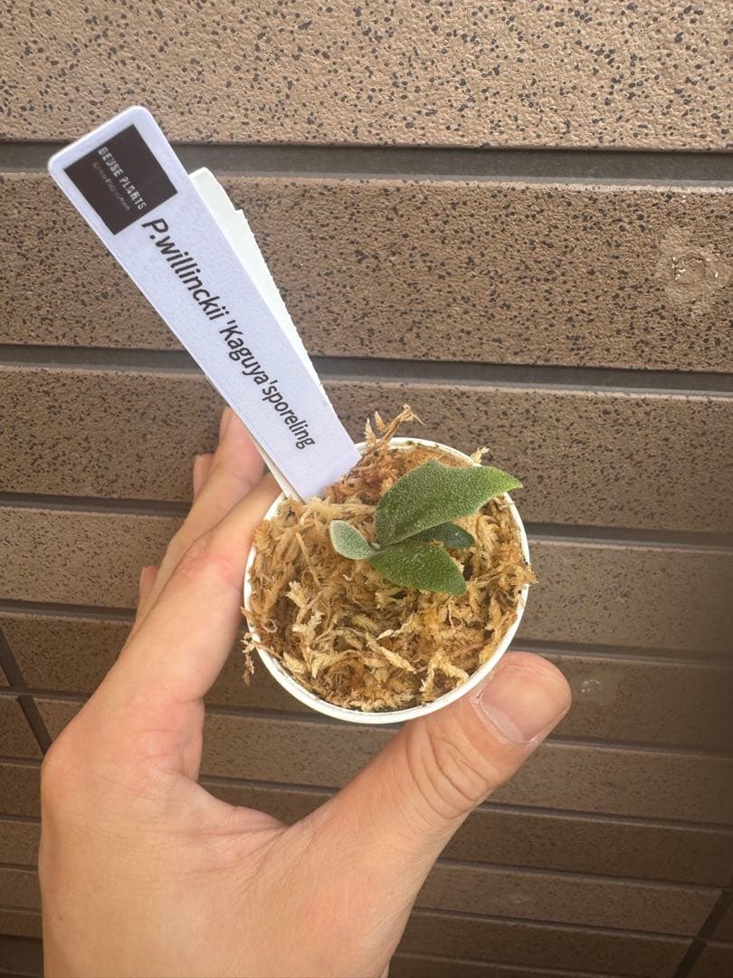 ビカクシダ P.willinckii Kaguya sporeling