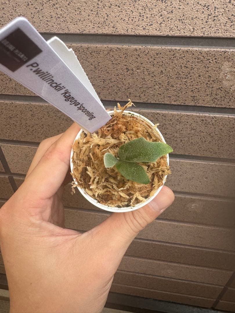 ビカクシダ P.willinckii Kaguya sporeling