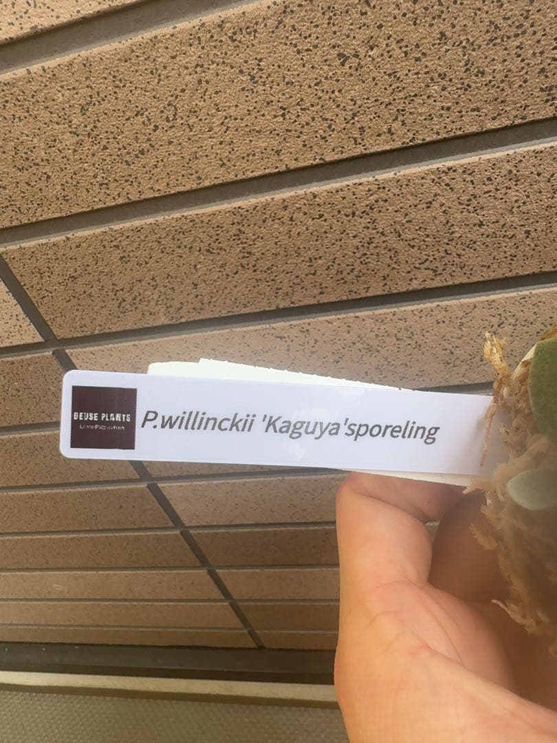 ビカクシダ P.willinckii Kaguya sporeling