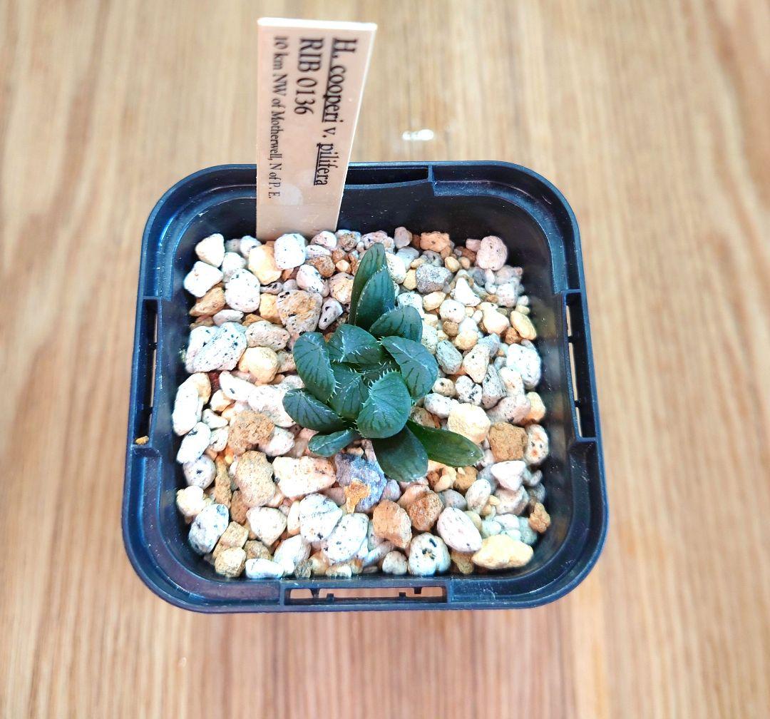 ハオルチア ピリフェラ RIB0136　多肉植物