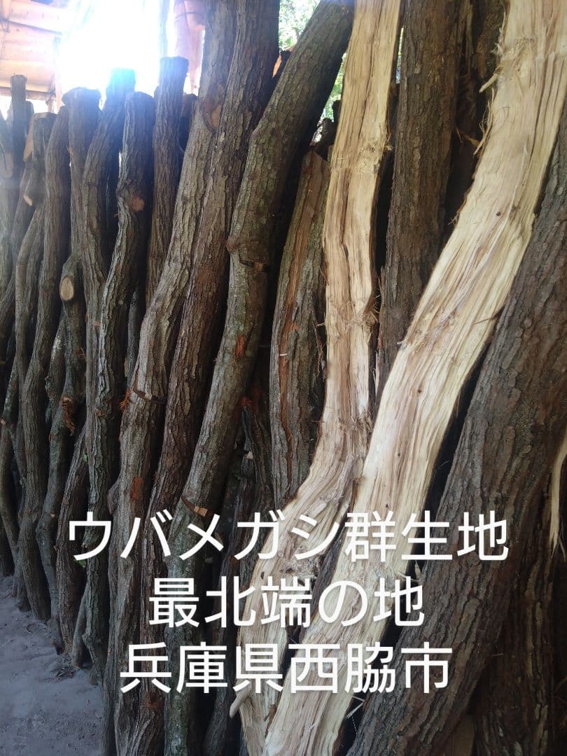 備長炭 半丸２２キロ
