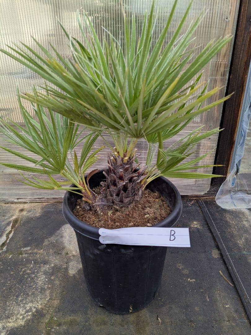 値下げしました！現品販売　チャメロプス　フリミス　8号大株　B