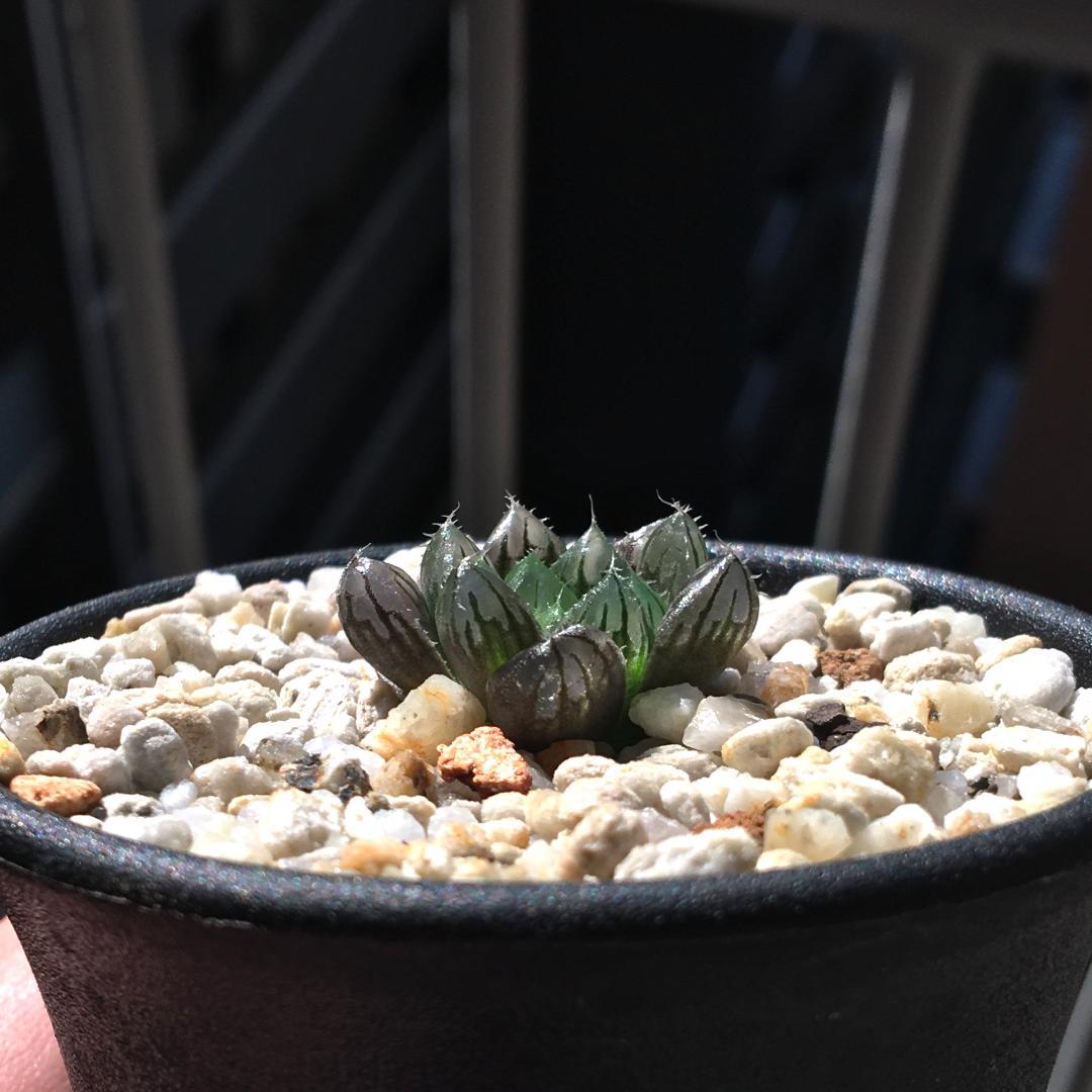 ハオルチア「出藍」 H. 'Shutsuran' 多肉植物