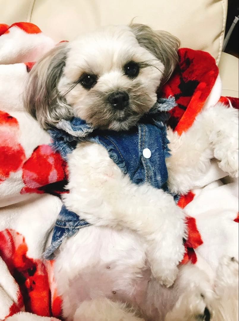 クロコダイル　ライトブルー