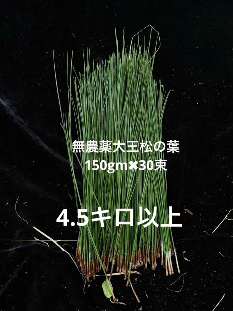 黒松　大王松　松葉　松葉ソーダー　無農薬