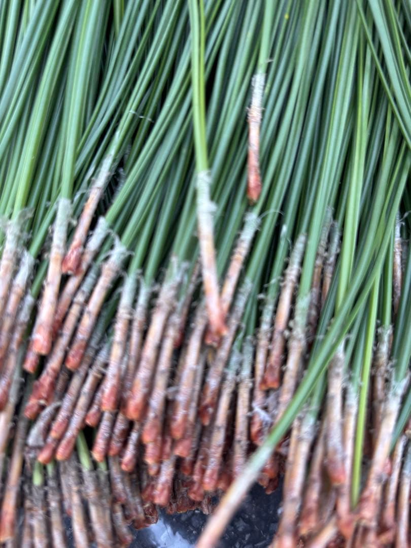 黒松　大王松　松葉　松葉ソーダー　無農薬