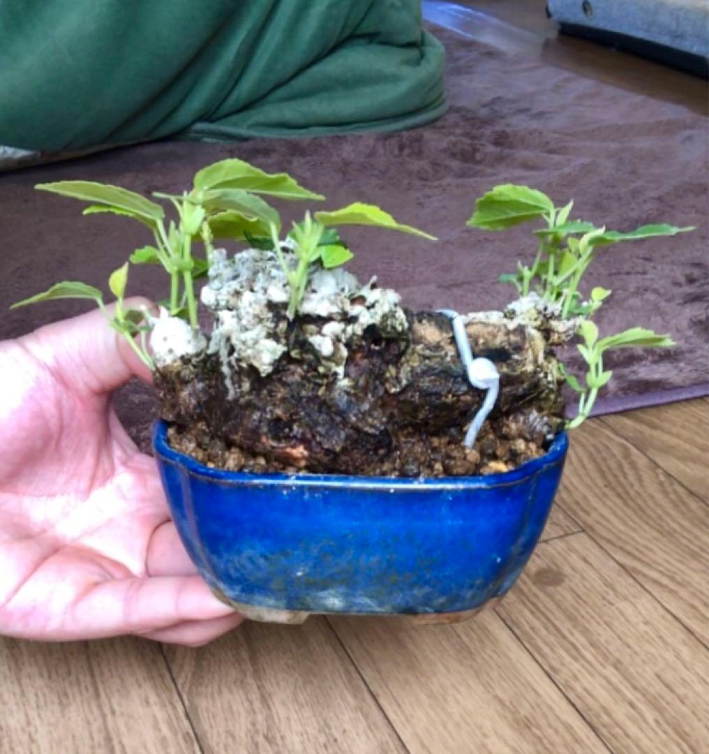 オオハマボウ盆栽4鉢セット