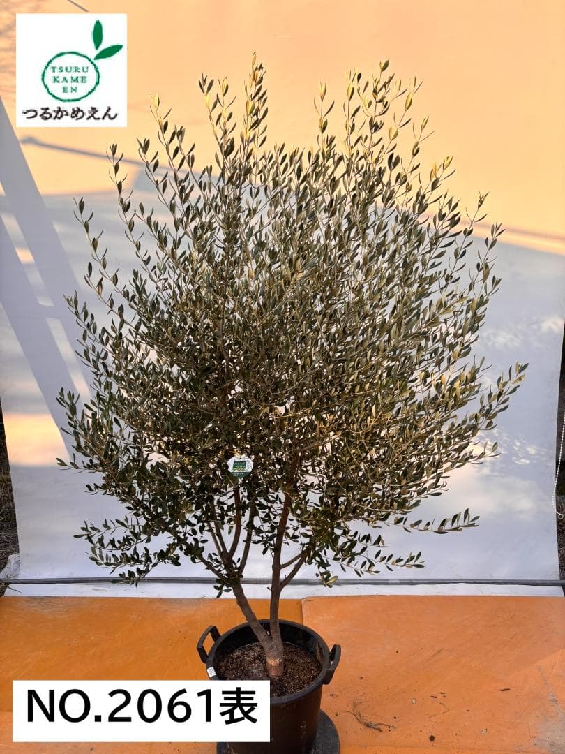 オリーブの木　コロネイキ　約200cm　NO.2061　大型　現品掲載