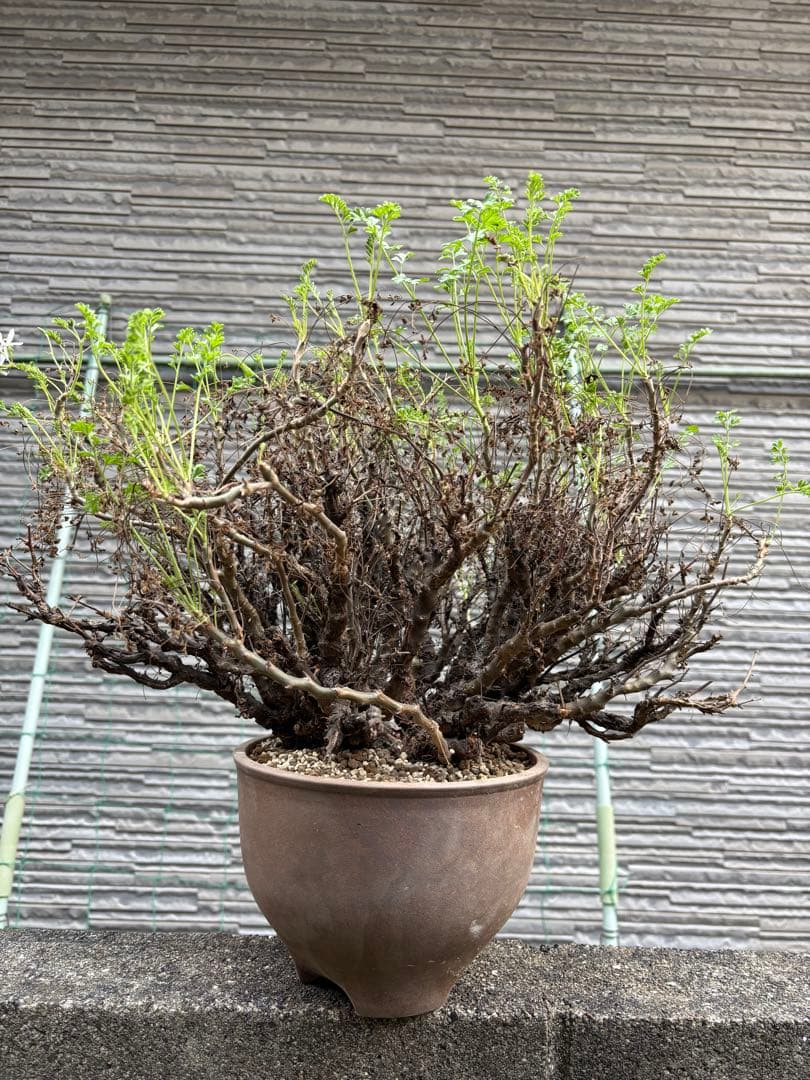 ペラルゴニウムアルテルナンス　塊根植物　コーデックス 大株