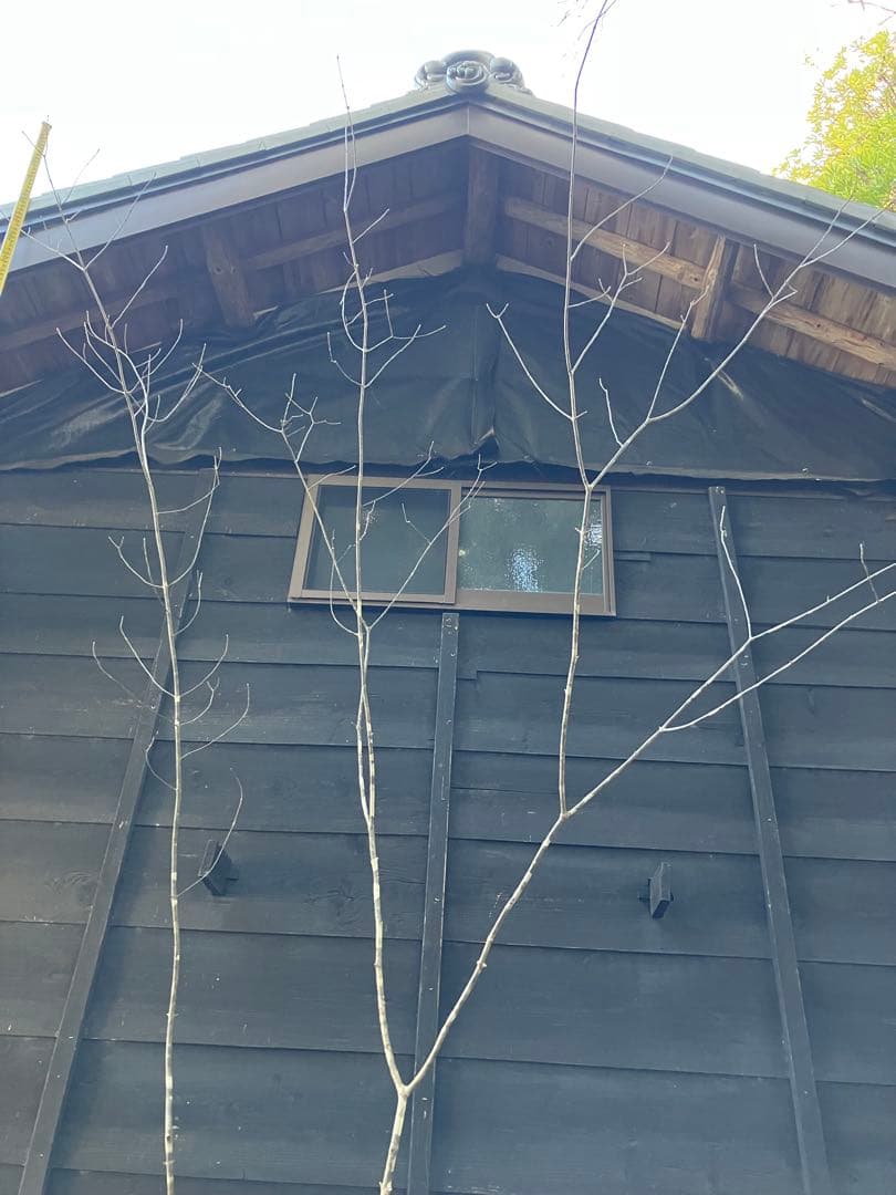 20 山採り　アオダモ