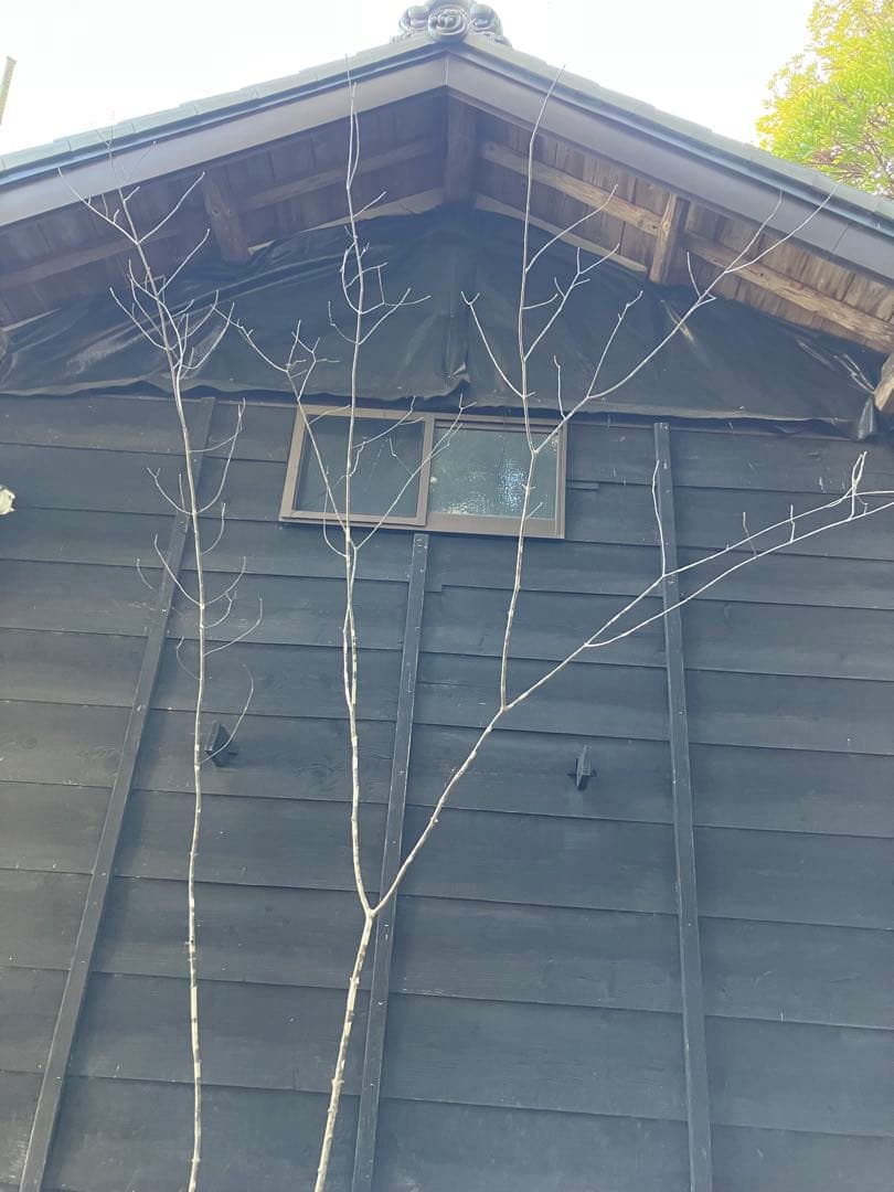 20 山採り　アオダモ