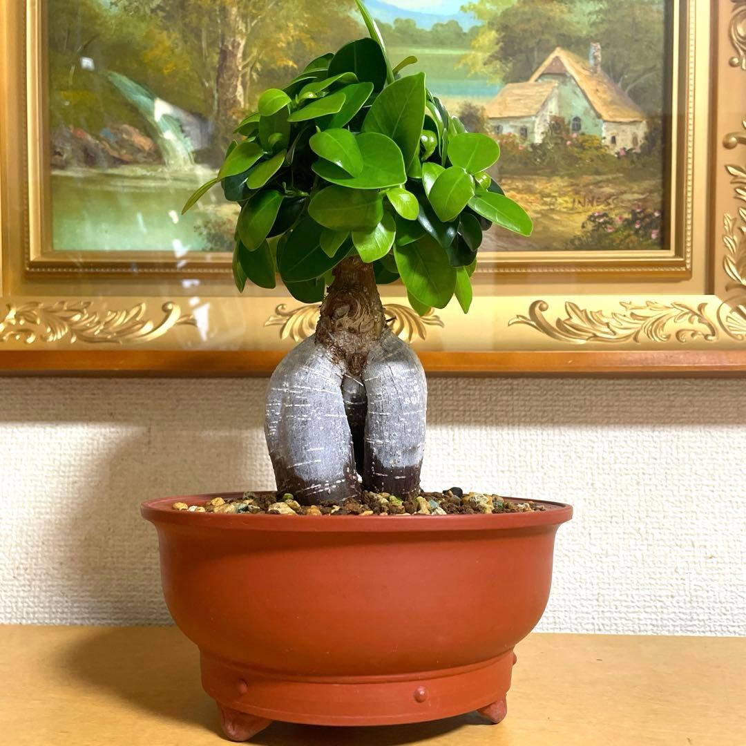ガジュマル 盆栽 陶器鉢付き(新品)