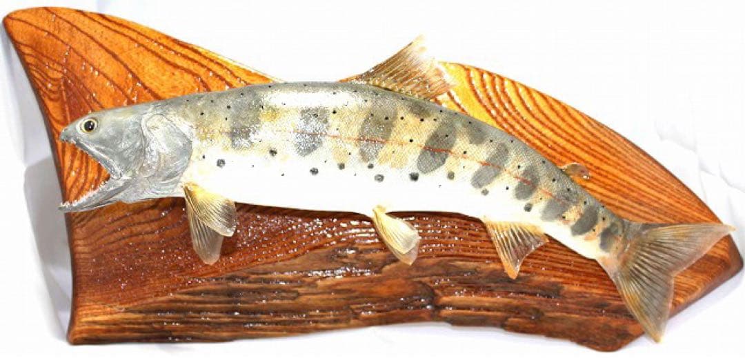 インテリア　渓流魚　山女魚　剥製